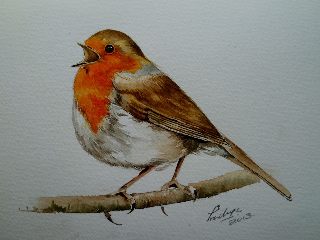 1024x768 Watercolour Robin - Robin Bird Drawing