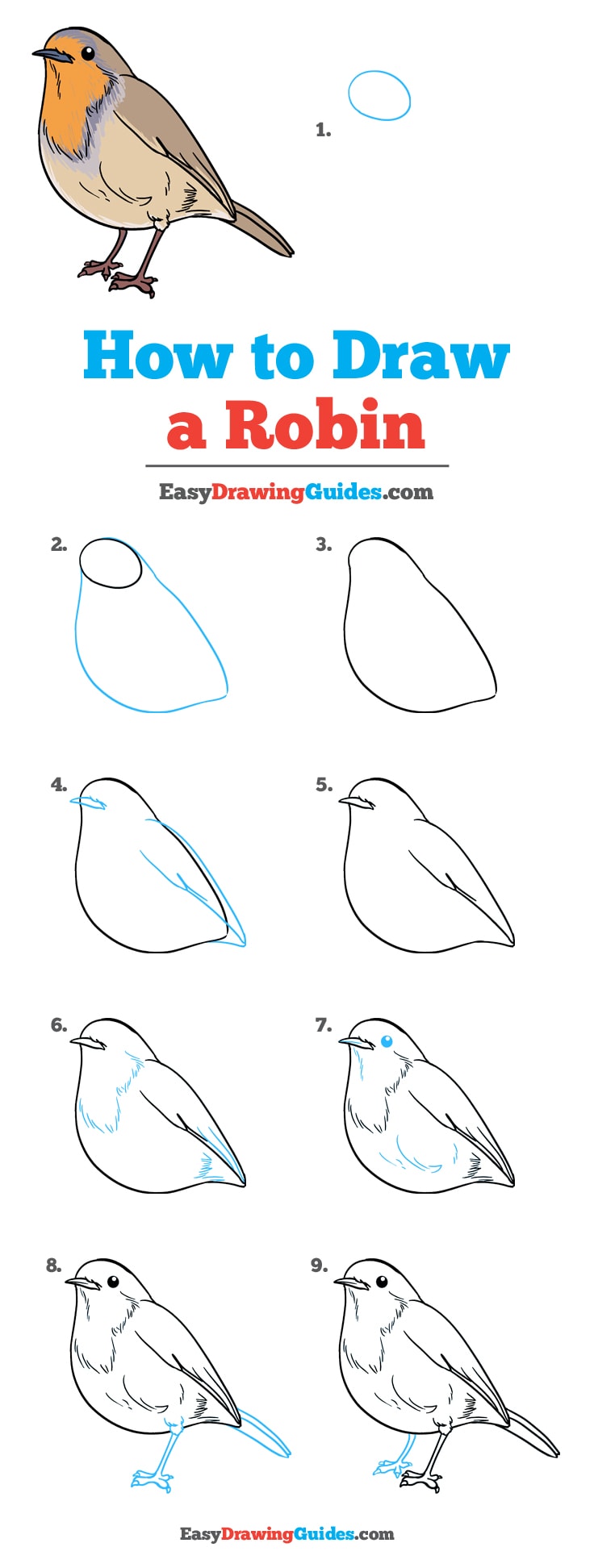 736x1944 How To Draw A Robin - Robin Drawing