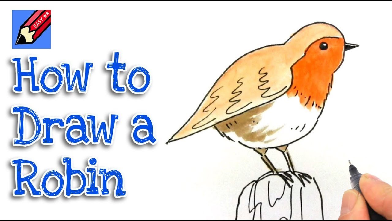 1280x720 How To Draw A Robin Real Easy - Robin Drawing