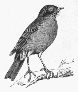 254x300 Robin Drawing - Robin Drawing