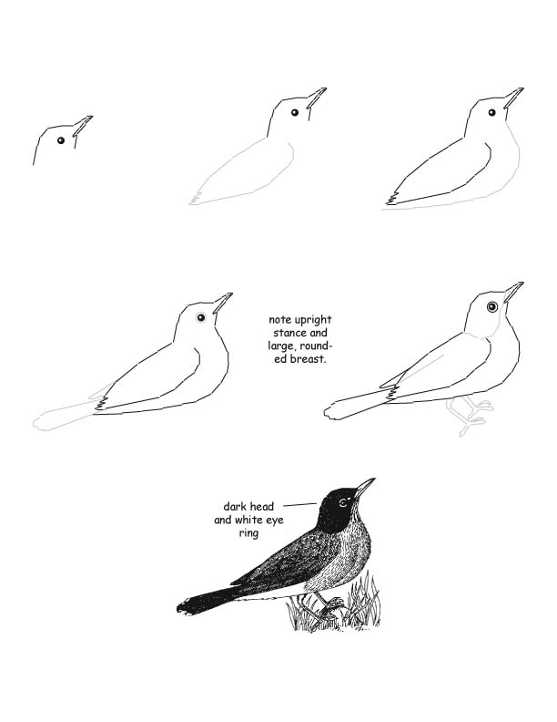 612x792 Robin Drawing Lesson - Robin Drawing