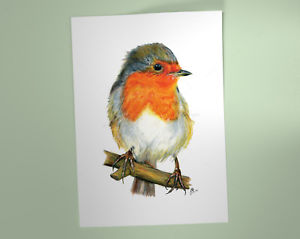 300x239 Robin Red Breast Art Print, British Garden Bird, Of Watercolour - Robin Drawing
