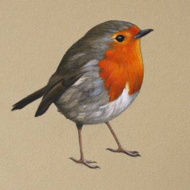 Robin Drawing at PaintingValley.com | Explore collection of Robin Drawing