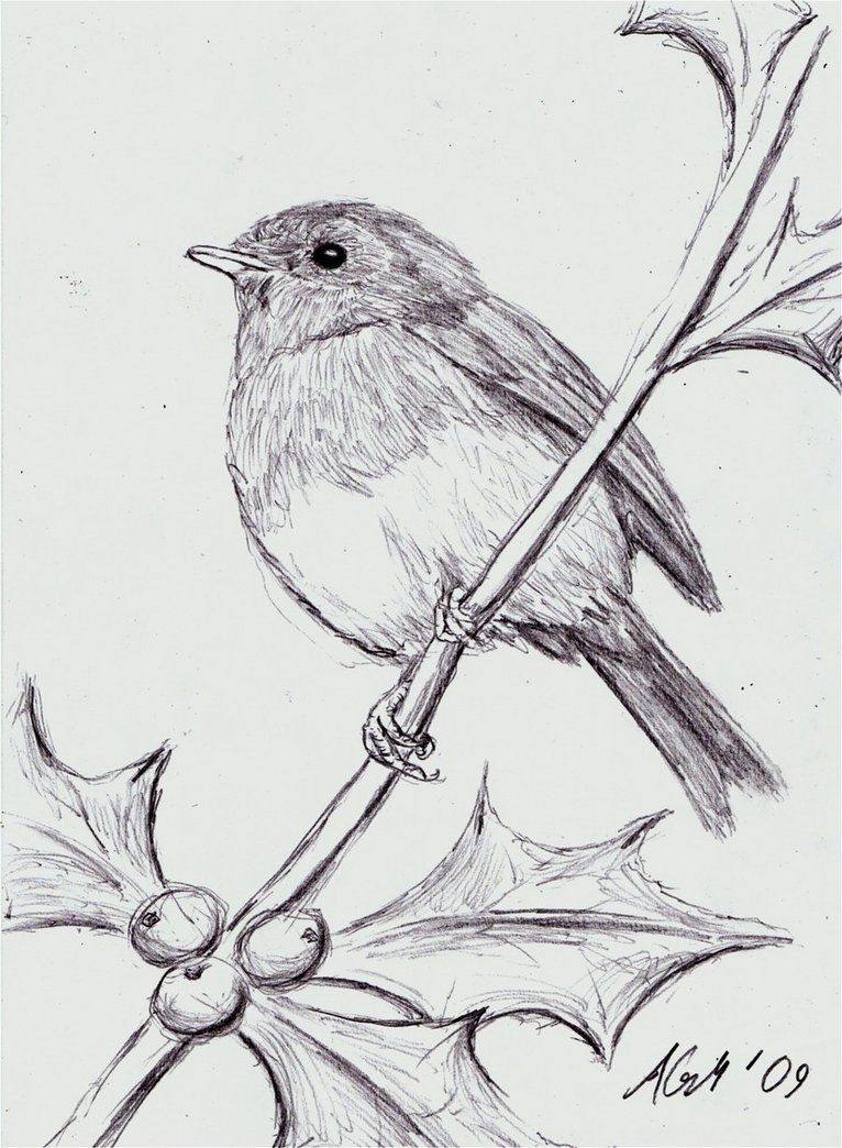 766x1044 Robin Sketch - Robin Drawing