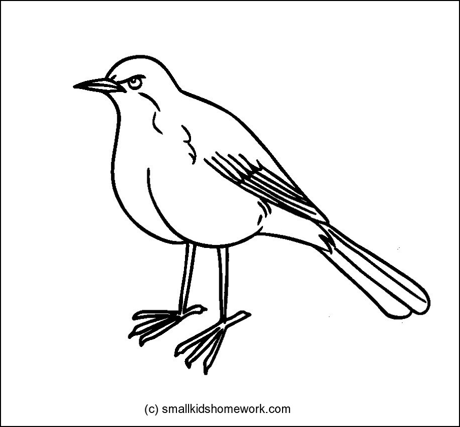 915x849 Robin Drawing Outline For Free Download - Robin Outline Drawing