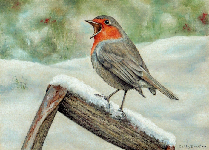 700x502 Robin In Snow - Robin Outline Drawing