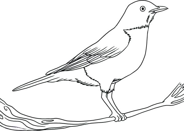 Robin Outline Drawing at PaintingValley.com | Explore collection of ...