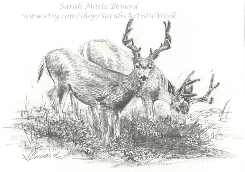794x556 original graphite drawing deer in velvet in rocky mountain etsy - Rocky Mountain Drawing