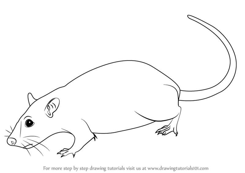800x566 learn how to draw a rat - Rodent Drawing