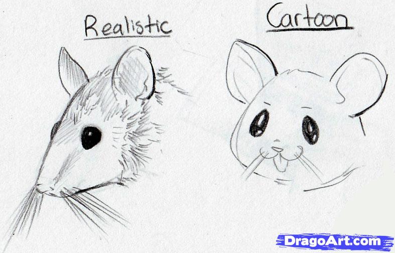 787x504 draw mice, step - Rodent Drawing