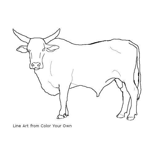 500x500 bucking bull line art coloring sheets bull pictures, bucking - Rodeo Bull Drawing