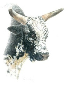 230x283 rodeo western art - Rodeo Bull Drawing