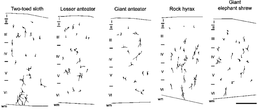 850x366 line drawings of pv ir interneurons in the primary somatosensory - Roman Numeral Drawing