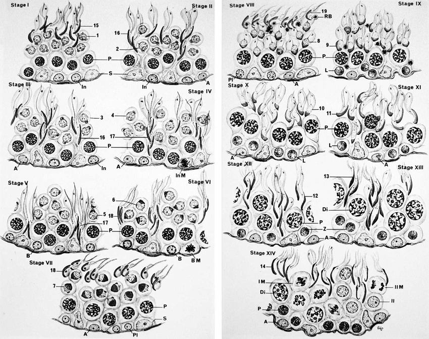 850x671 series of drawings illustrating the stages of the cycle - Roman Numeral Drawing