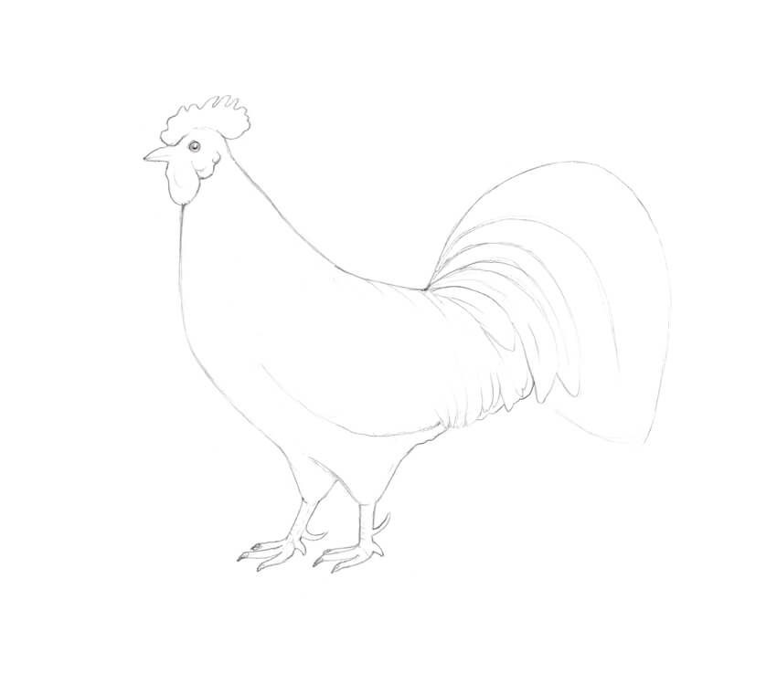 850x737 how to draw a chicken and a rooster - Rooster Chicken Drawing