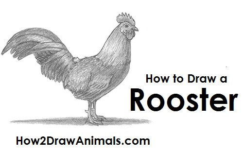 500x315 how to draw a rooster - Rooster Chicken Drawing
