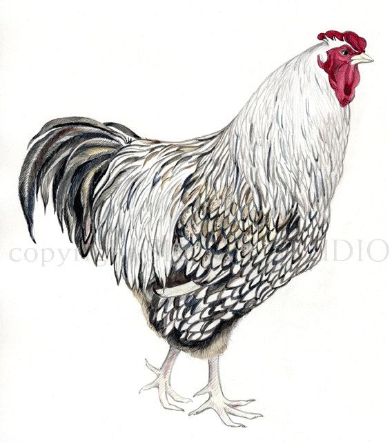 568x640 rooster original drawing painting, nature, farm, feathers - Rooster Chicken Drawing