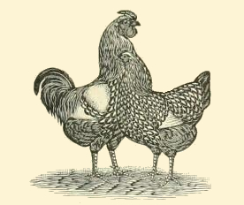 276x232 rooster hen drawing - Rooster Chicken Drawing