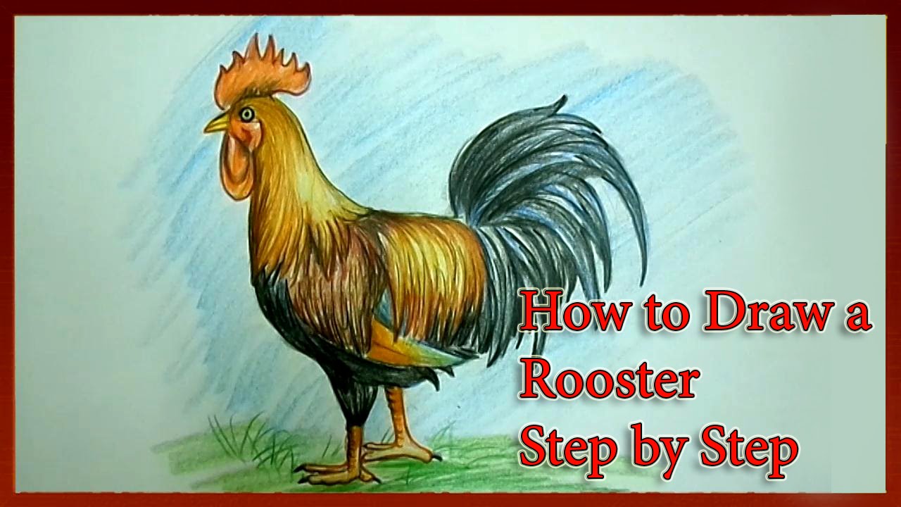 1280x720 How To Draw A Rooster Step - Rooster Drawing
