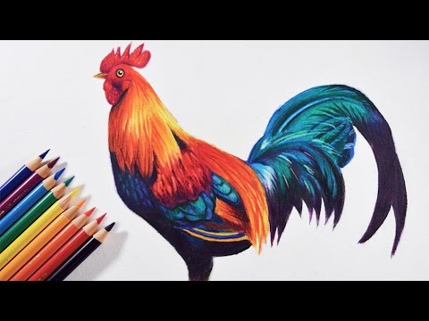 480x360 How To Draw A Colorful Bird - Rooster Drawing