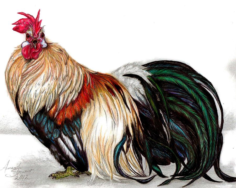 900x719 Ohiki Rooster Banjo Painting - Rooster Drawing