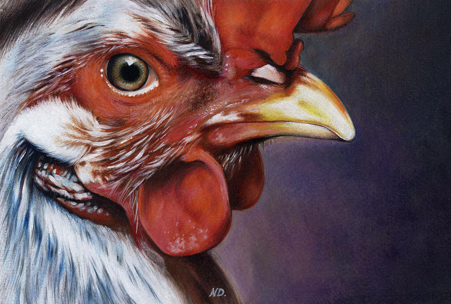 900x607 Rooster Drawing - Rooster Drawing