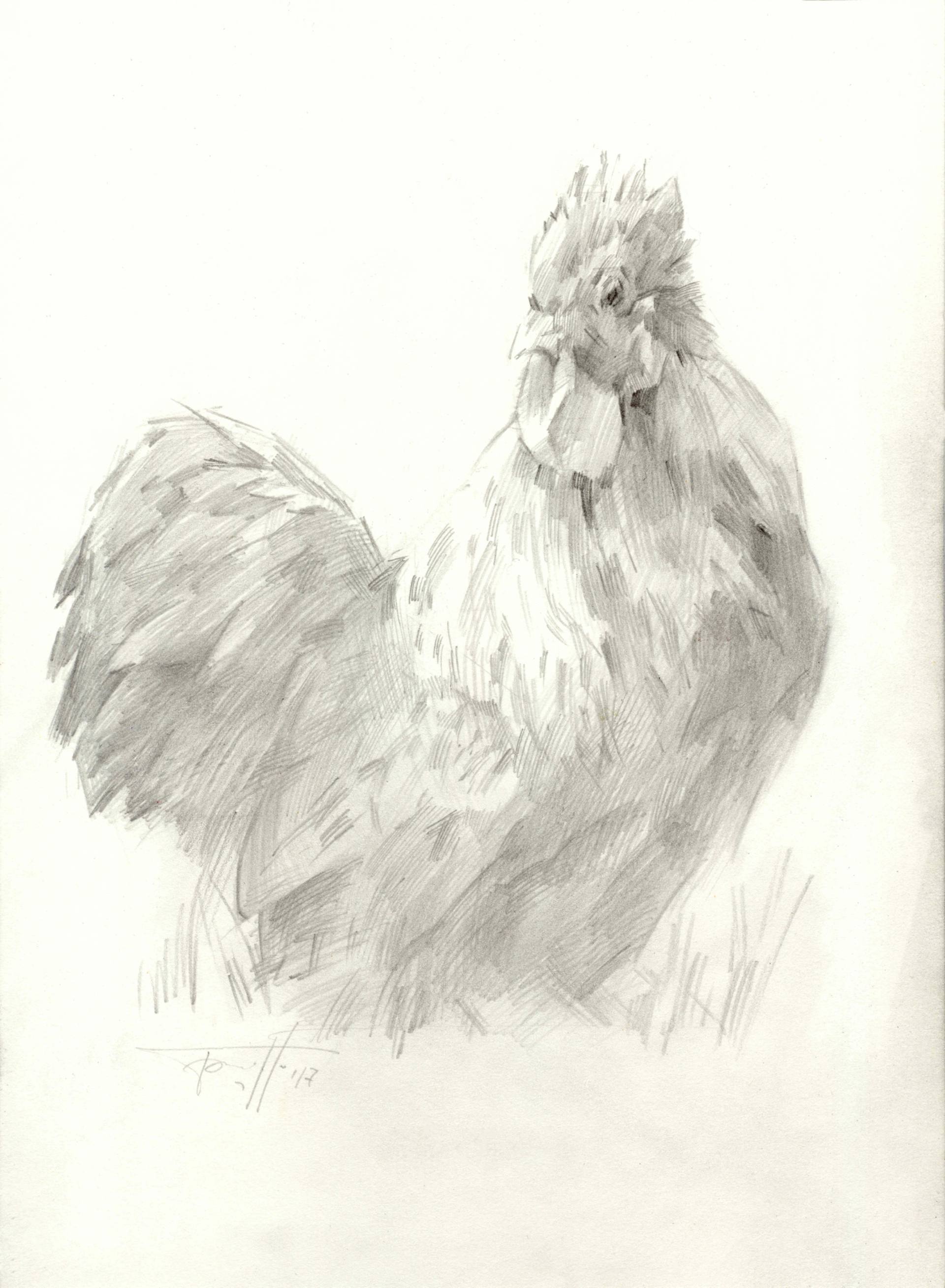 1920x2618 Rooster Drawing - Rooster Drawing