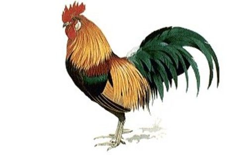 500x313 rooster drawings beautiful rooster drawing animal's bird - Rooster Drawing