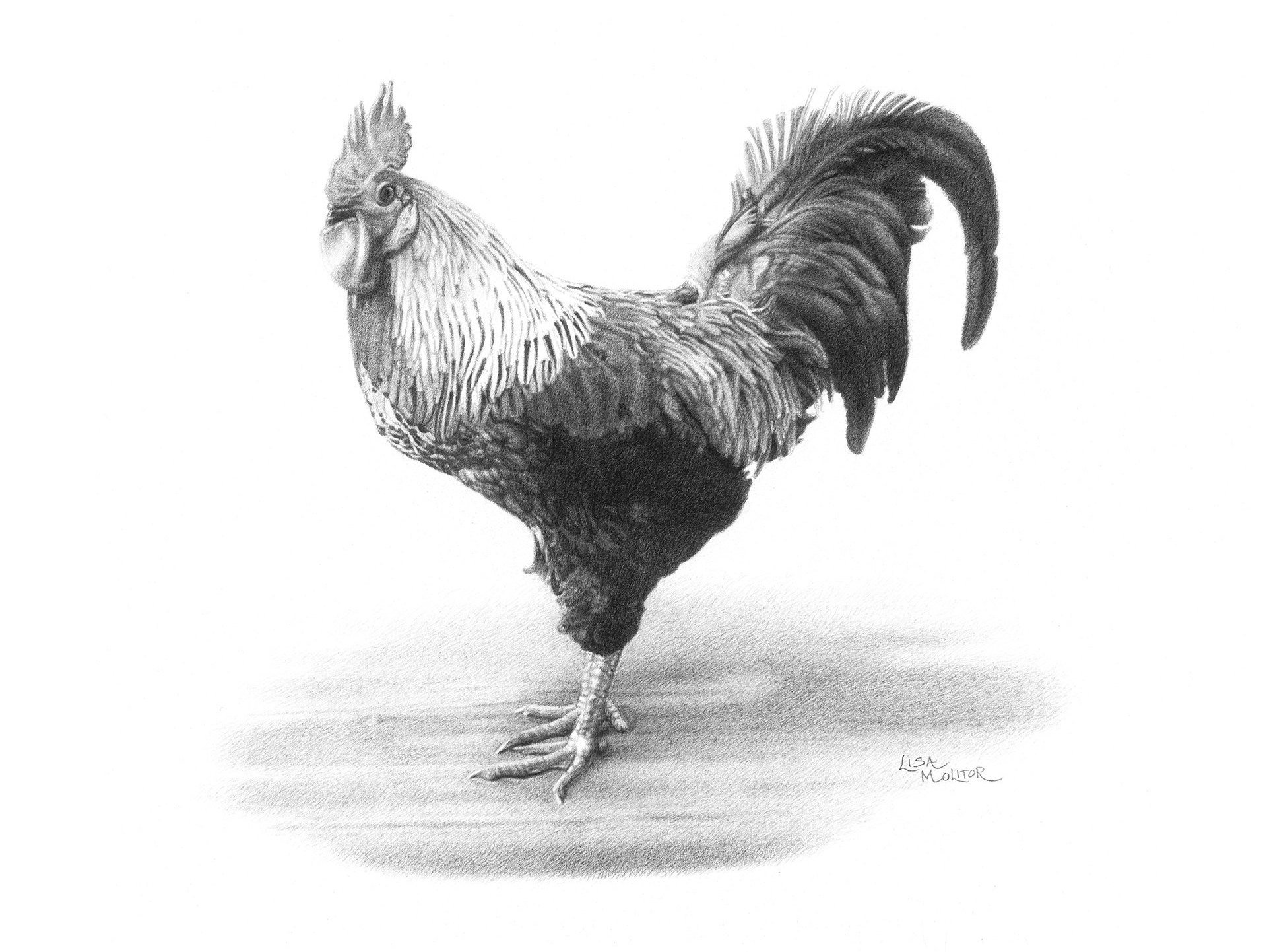 Rooster Drawing at Explore collection of Rooster