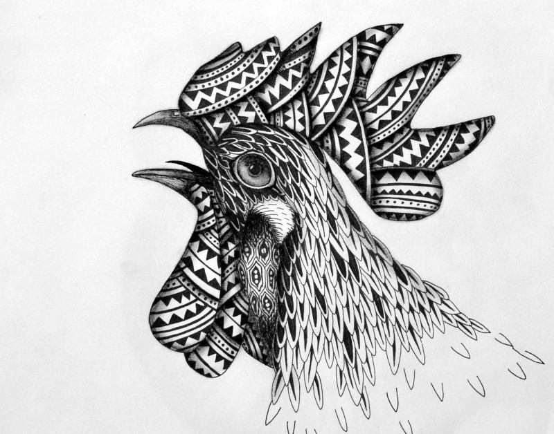 800x628 Rooster - Rooster Drawing