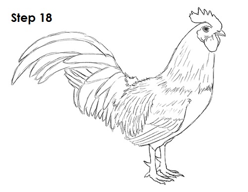 500x386 Rooster Drawing Free Download - Rooster Drawing