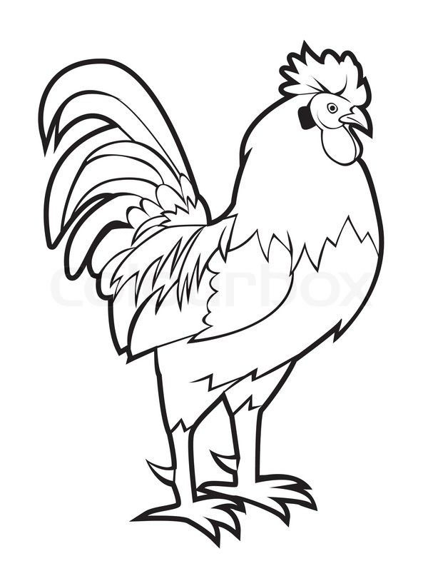 607x800 rooster stock vector on colourbox roosters rooster, chicken - Rooster Drawing