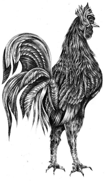 375x632 Rooster Drawing - Rooster Drawing