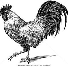 236x235 how to draw chickens hens with easy step - Rooster Drawing