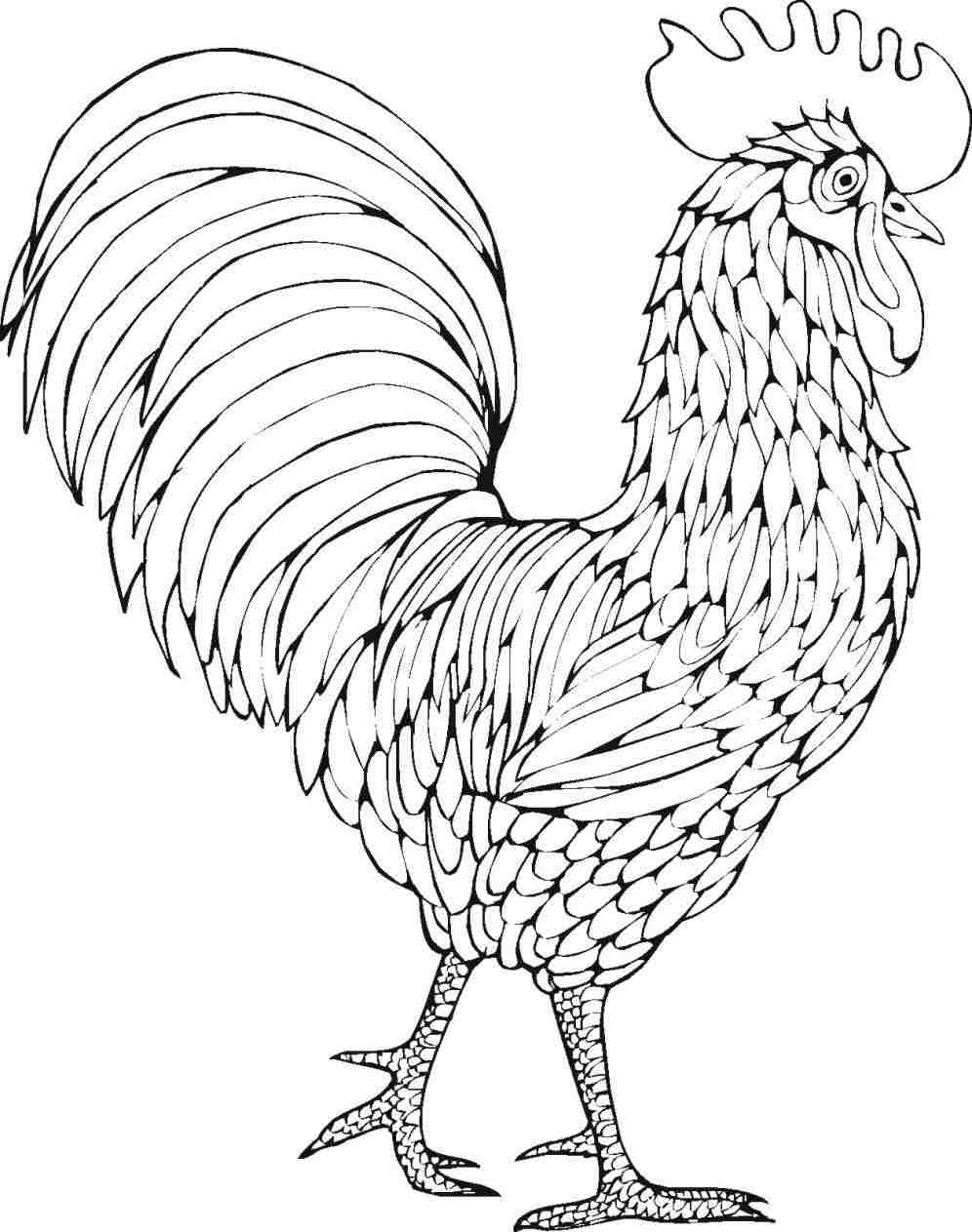 996x1263 Drawing Easy To Draw A Cartoon Chicken Youtuberhyoutubecom Bird - Rooster Drawing Easy
