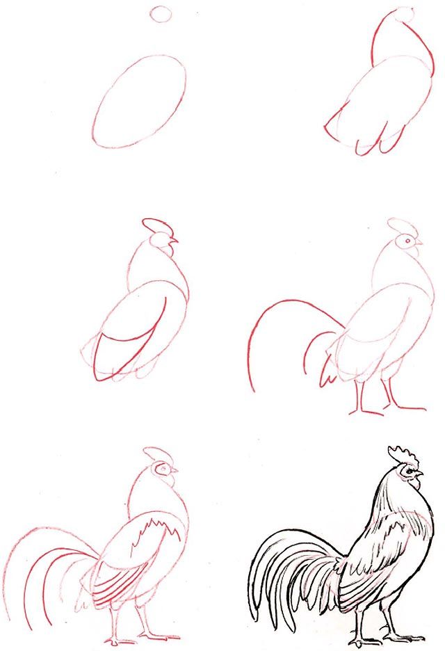 640x936 How To Draw A Rooster Character Design Bird Crane - Rooster Drawing Easy