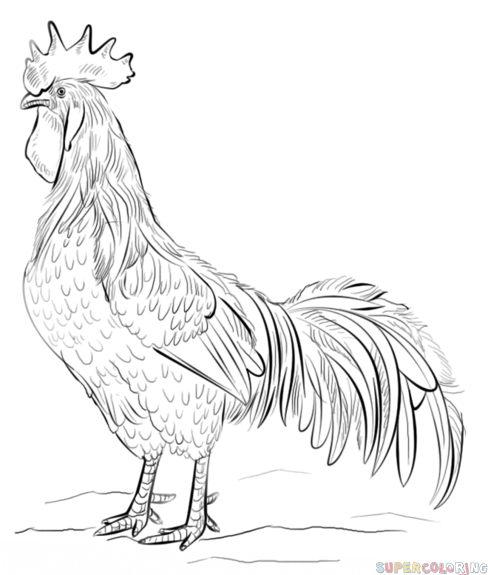 488x575 How To Draw A Rooster Step - Rooster Drawing For Kids