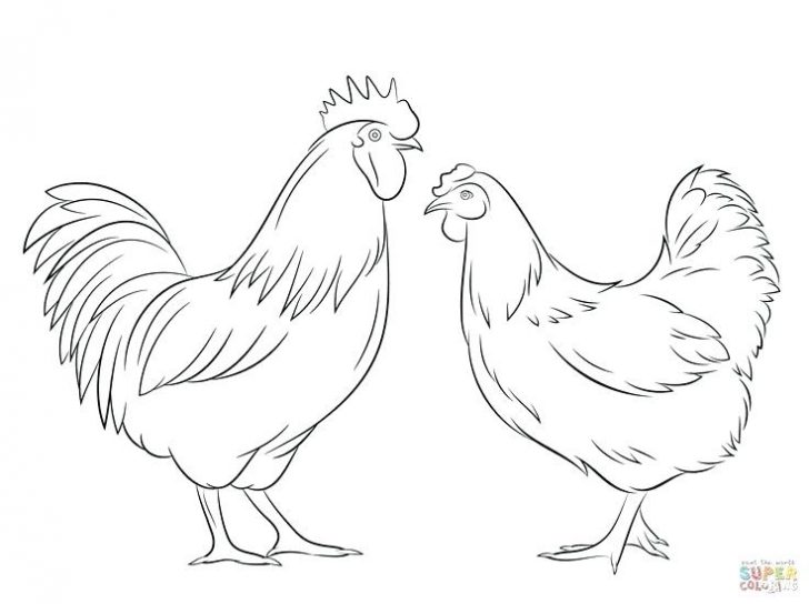 728x544 Coloring Pages For Kids Disney To Print Rooster - Rooster Drawing For Kids