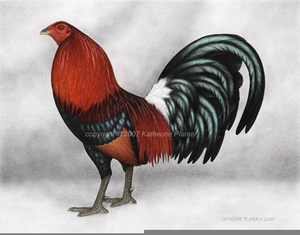 300x235 game rooster drawings free images - Rooster Drawings Images