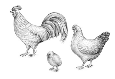 400x277 How To Draw A Chicken And A Rooster - Rooster Drawings Images