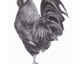 340x270 Original Graphite Pencil Rooster Drawing Etsy - Rooster Drawings Images