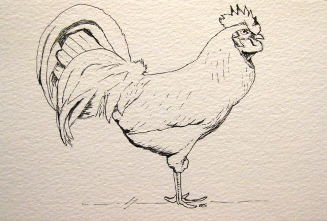 640x433 pen drawings duck, rooster pelican mississhippi's madness - Rooster Drawings Images