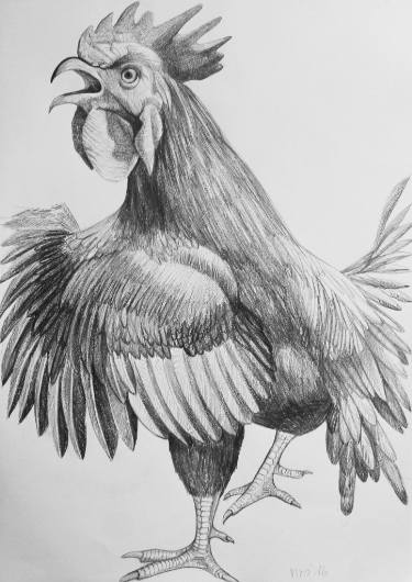 375x530 Rooster Drawings For Sale Saatchi Art - Rooster Drawings Images
