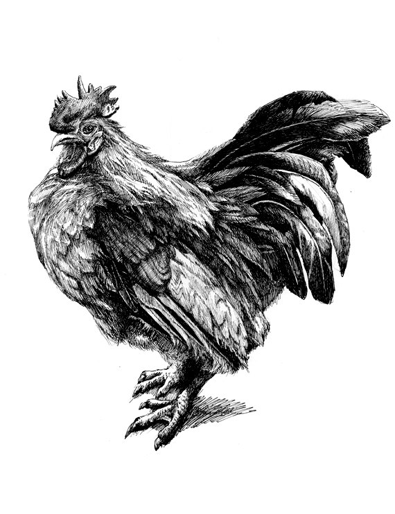 570x742 Rooster Drawing Wing For Free Download - Rooster Drawings Images