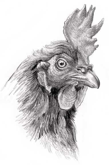 381x576 rooster drawings related keywords suggestions - Rooster Drawings Images