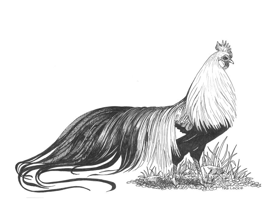 900x707 Silver Phoenix Rooster Drawing - Rooster Drawings Images