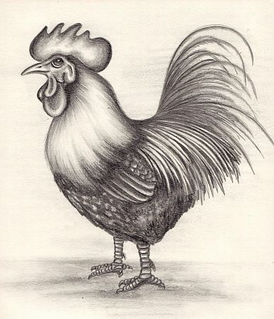 387x450 rooster drawings rooster drawing drawing ideas - Rooster Drawings Images