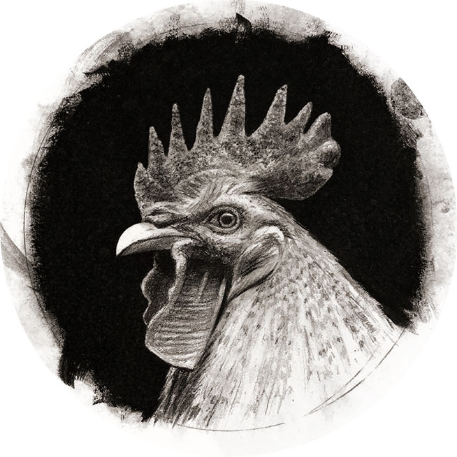 Rooster Drawings Images at PaintingValley.com | Explore collection of ...