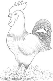 209x320 copy these simple rooster drawings - Rooster Drawings Images
