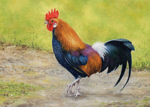 500x359 drawing a rooster in pastel pencils colin bradley art - Rooster Drawings Images